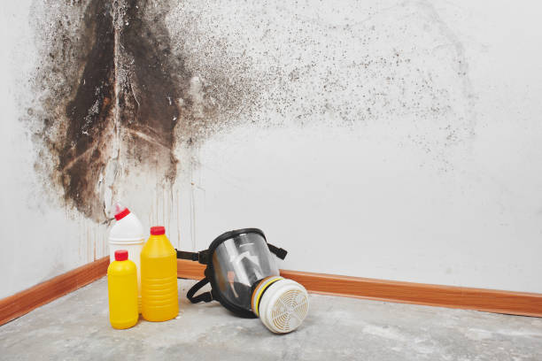 Best Mold Remediation  in Westminster, TX