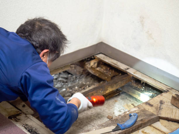Best Mold Removal Company Near Me  in Westminster, TX