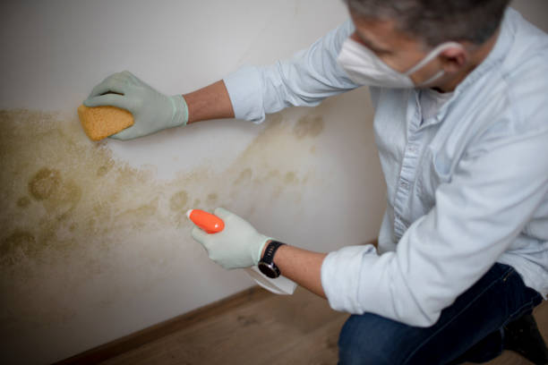 Best Black Mold Removal  in Westminster, TX