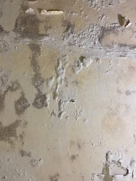 Best Mold Remediation Experts  in Westminster, TX